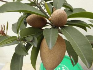 孕婦能吃人心果嗎?孕婦吃人心果有什么好處