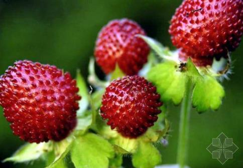 �ЋD�ܳ���ݮ�᣿�ЋD����ݮ��ʲô��̎