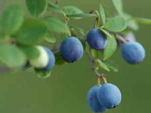 孕婦能吃藍靛果嗎?孕婦吃藍靛果有什么好處