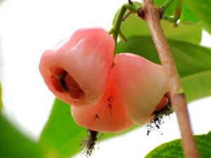 孕婦能吃水蒲桃嗎?孕婦吃水蒲桃有什么好處