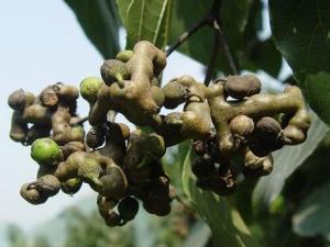 孕婦能吃拐棗嗎？孕婦吃拐棗有什么好處