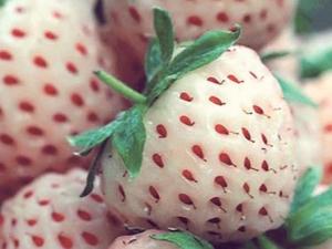 孕婦吃菠蘿莓有什么好處?吃菠蘿莓的注意事項