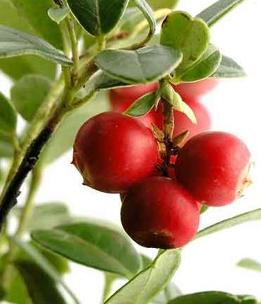 �ЋD�ܳ���Խݮ�᣿�ЋD����Խݮ��ʲô��̎