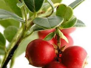 孕婦能吃蔓越莓嗎?孕婦吃蔓越莓有什么好處