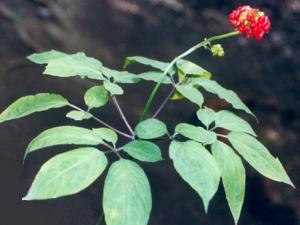 人參用錯如同砒霜!怎樣吃補品才有效?