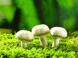 蘑菇富含重金屬有害健康是真的嗎?