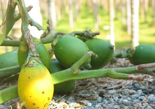 檳榔致癌是真的嗎?應該像戒煙一樣戒吃檳榔