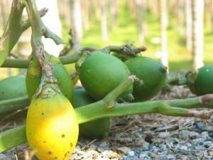 檳榔致癌是真的嗎？應該像戒煙一樣戒吃檳榔