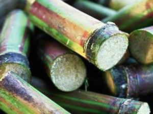 吃了發(fā)霉甘蔗中毒怎么辦?甘蔗怎么吃才健康