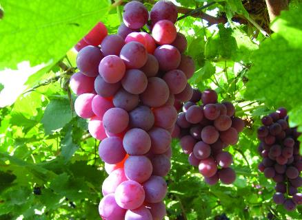 葡萄不能和什么一起吃?吃葡萄的飲食禁忌