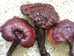 什么人不能吃靈芝?靈芝不能和什么同吃