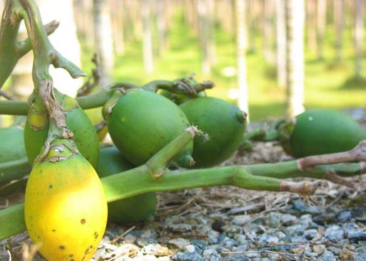 檳榔吃多了會怎么樣?檳榔吃多了有什么壞處