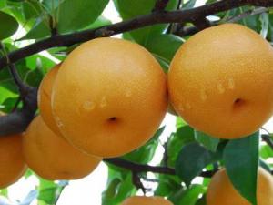 如何挑選梨？吃梨的注意事項