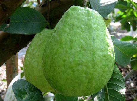 如何保存番石榴?吃番石榴的注意事項(xiàng)