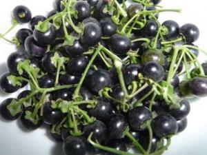 孕婦能吃龍葵嗎?孕婦吃龍葵的食用禁忌