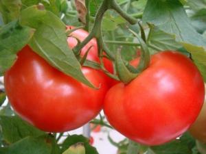 如何挑選西紅柿？吃西紅柿的注意事項(xiàng)