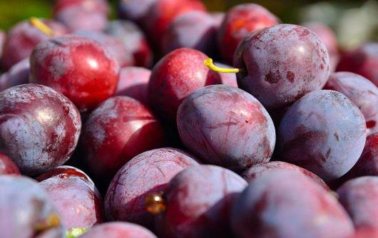 李子吃多了會怎么樣?李子一次吃多少合適