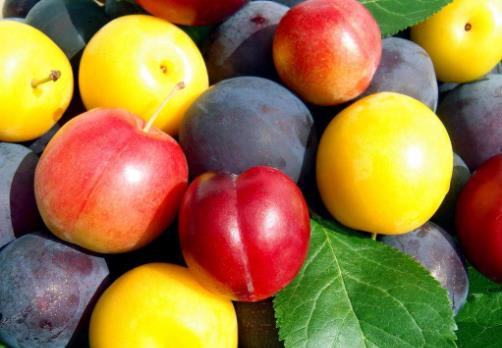 李子吃多了會怎么樣?李子一次吃多少合適