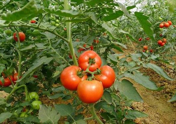 茄子里含有害物質茄堿,過量吃茄子會引發中毒!是真的嗎?
