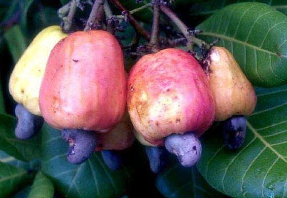 茄子里含有害物質茄堿,過量吃茄子會引發中毒!是真的嗎?