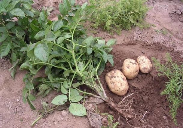 茄子里含有害物質茄堿,過量吃茄子會引發中毒!是真的嗎?