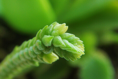 ���G�c�Ҿ��L��Ĵ���-���G�ڼҾ��е�����