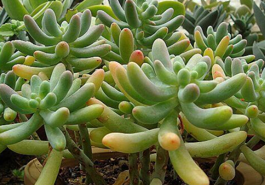 ����ʯ���Lˮ�W����-����ʯ�ڼҾ��е�����