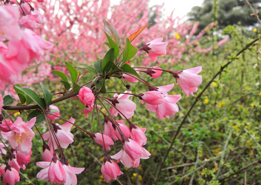 ���Ļ����Ҿӭh(hu��n)����Ӱ�-���Ļ�������