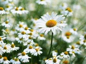 雛菊對家居環境的影響-雛菊與家居風格的搭配