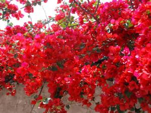 三角梅與家居風格的搭配-三角梅的簡介