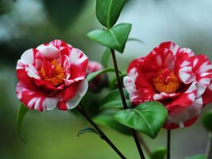 山茶花對家居環境的影響-山茶花的風水學應用