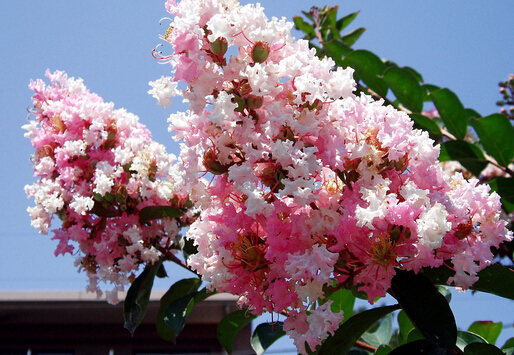 ��ޱ�����Ҿӭh����Ӱ�-��ޱ���Lˮ�W����