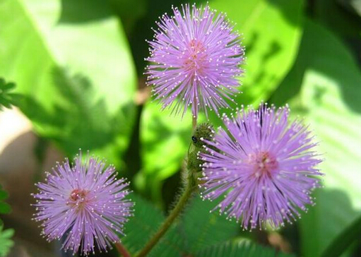 含羞草的風(fēng)水學(xué)應(yīng)用-含羞草的作用