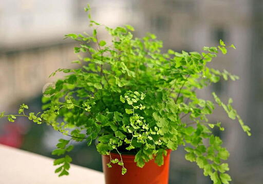 �F��ާ���Ҿӭh����Ӱ�-�F��ާ�Ľ�B