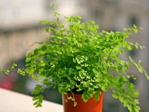 鐵線蕨對家居環(huán)境的影響-鐵線蕨的介紹