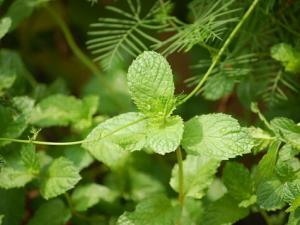 薄荷對家居環境的影響-薄荷的多種用途