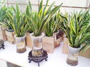 虎皮蘭對家居環(huán)境的影響-虎皮蘭的風(fēng)水學(xué)應(yīng)用