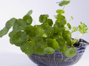 銅錢草對家居環境的影響-銅錢草與家居風格的搭配