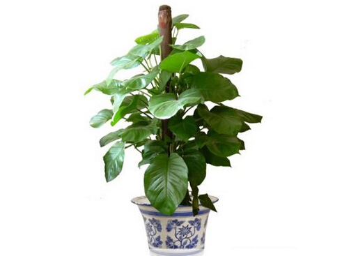 ��ˮ�^���c�Ҿ��L(f��ng)��Ĵ���-��ˮ�^���c�Ҿ��L(f��ng)ˮ