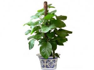 滴水觀音與家居風(fēng)格的搭配-滴水觀音與家居風(fēng)水