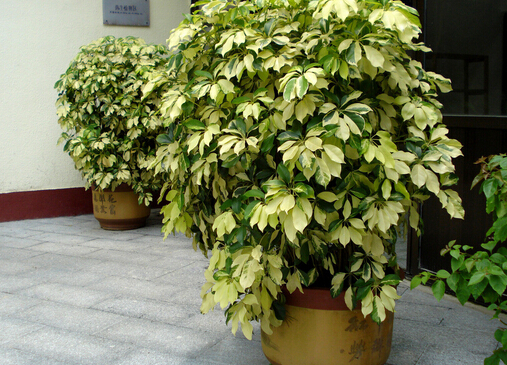 ���_ľ�Ļ��Z-���_ľ���Ҿӭh��������