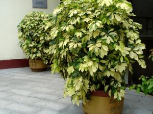 鴨腳木的花語-鴨腳木對家居環境的作用