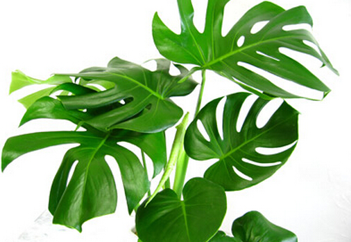 ��������Lˮ�W����-�����񌦼Ҿӭh����Ӱ�