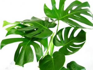 龜背竹的風水學應用-龜背竹對家居環境的影響