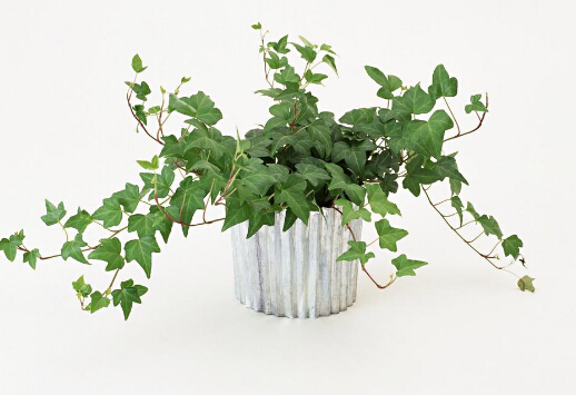 常春藤對家居環境的影響-常春藤的風水學應用