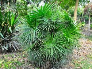 棕竹對家居環境的影響-棕竹的風水學應用