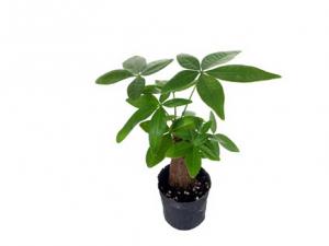 發財樹對家居環境的影響-發財樹與家居風格的搭配