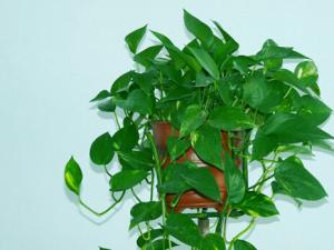 黃金葛對家居環境的影響-黃金葛的風水學應用