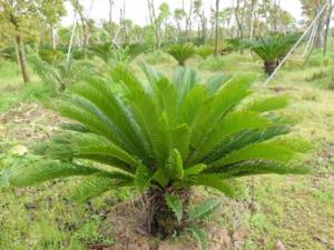 蘇鐵對家居環境的影響-蘇鐵的風水學應用