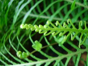 富貴蕨對環境的影響-富貴蕨的風水作用